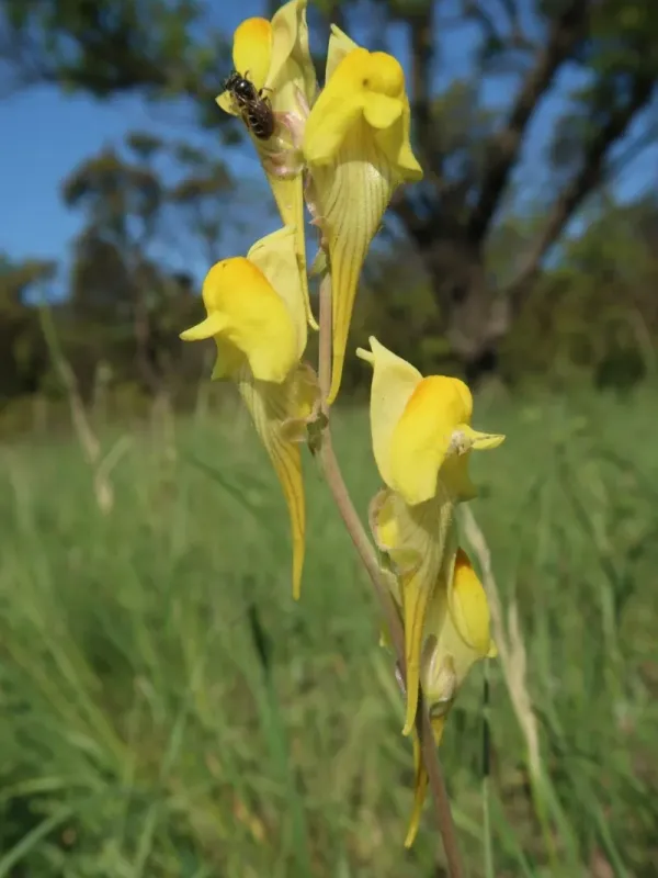 Large-tailed toadflax