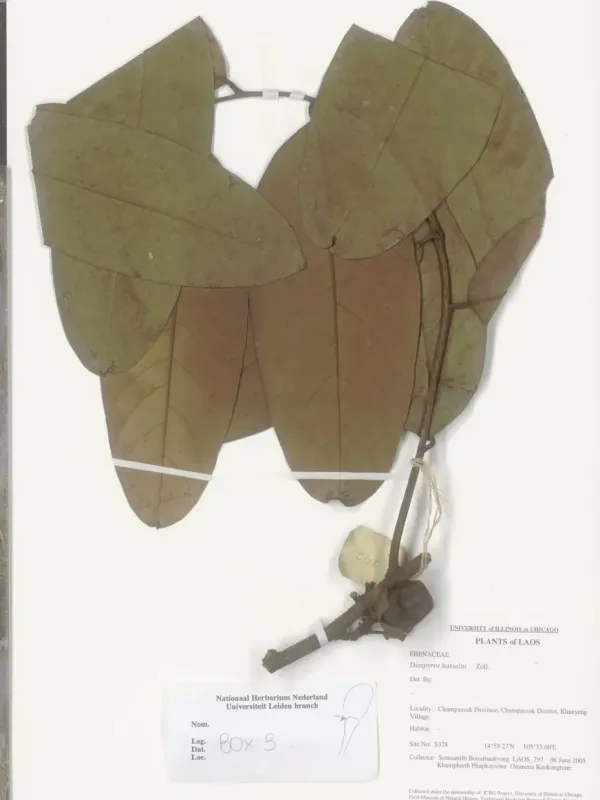 Diospyros hasseltii