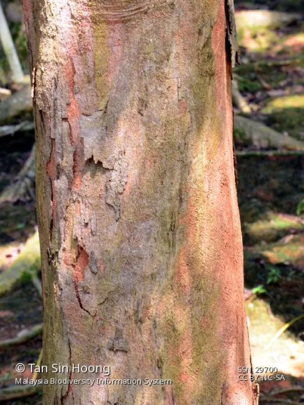 Dryobalanops oblongifolia