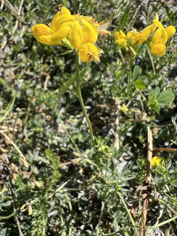 Ukrainian bird's-foot trefoil