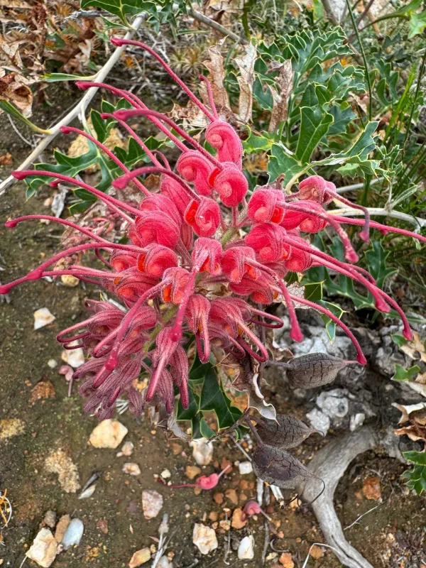 Grevillea bipinnatifida
