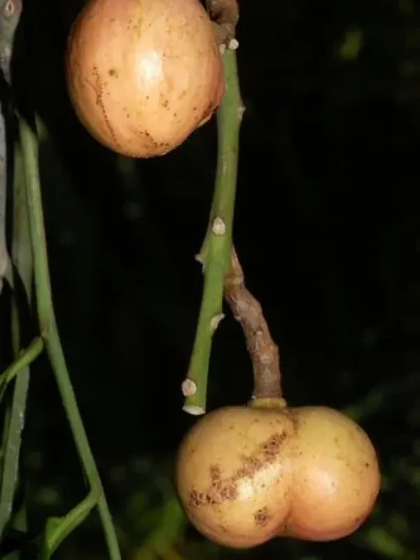 Garlic wood