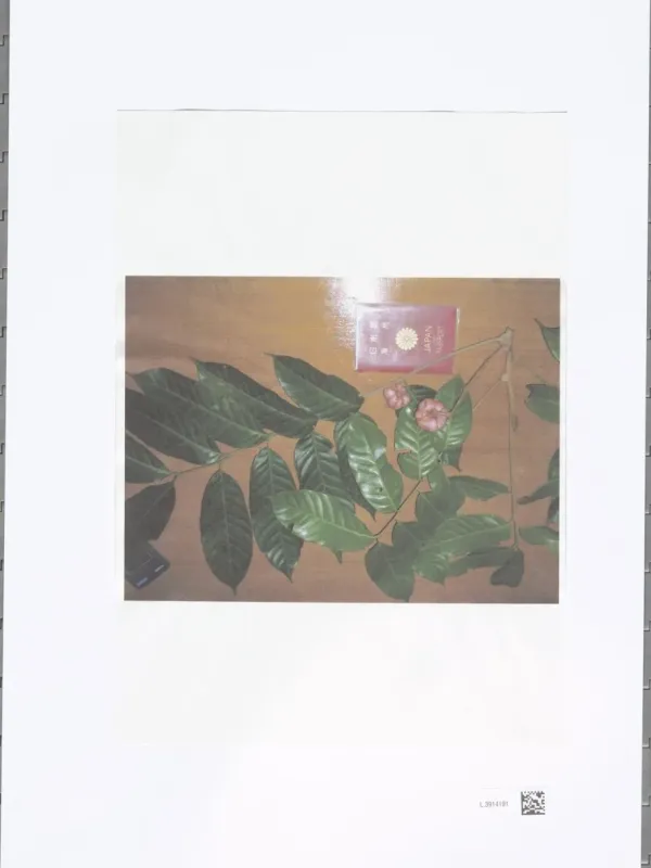 Dysoxylum macrocarpum