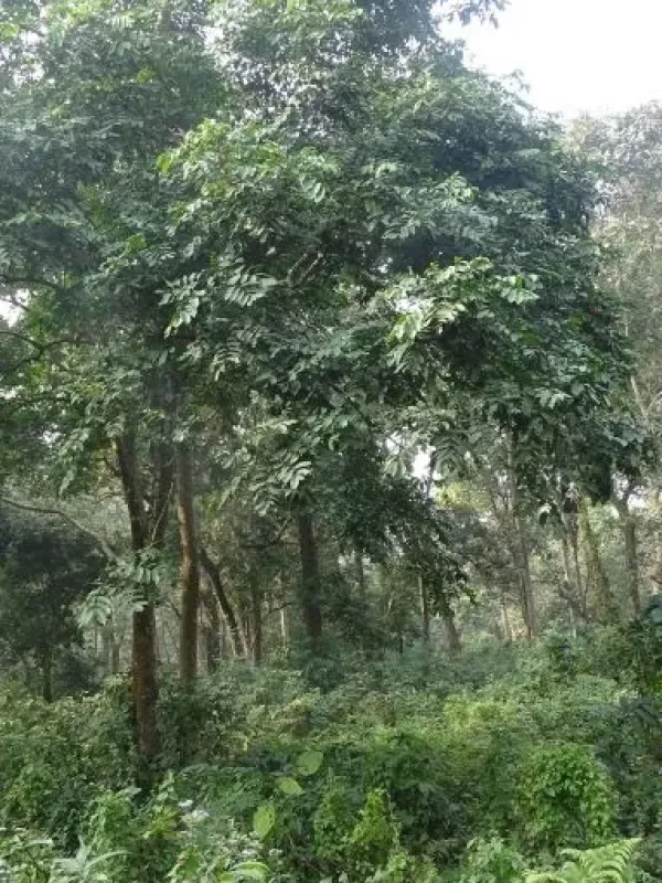 Dysoxylum excelsum