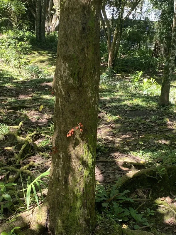 Dysoxylum densiflorum