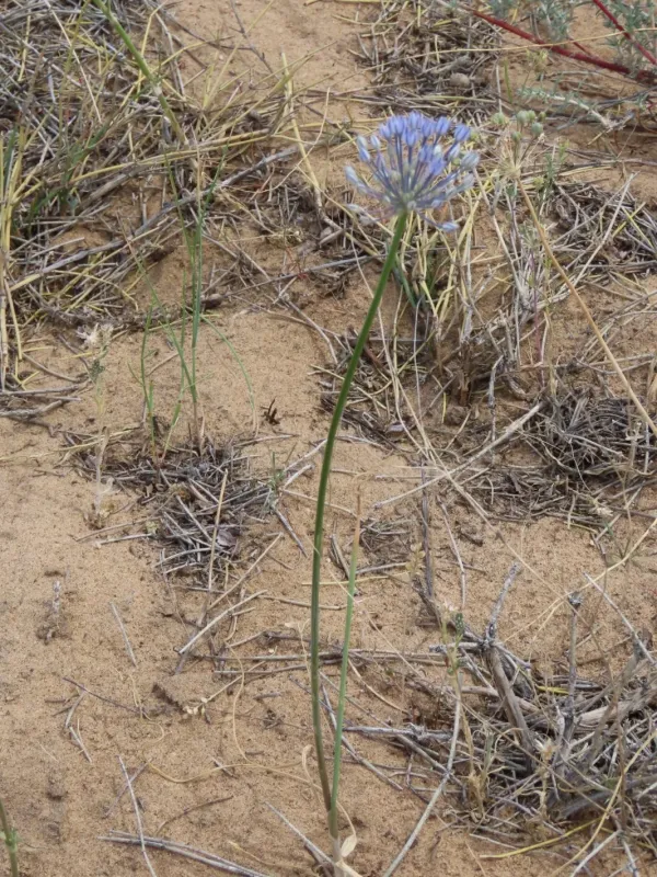 Blue hybrid onion