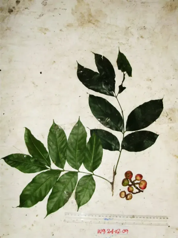 Dysoxylum arborescens