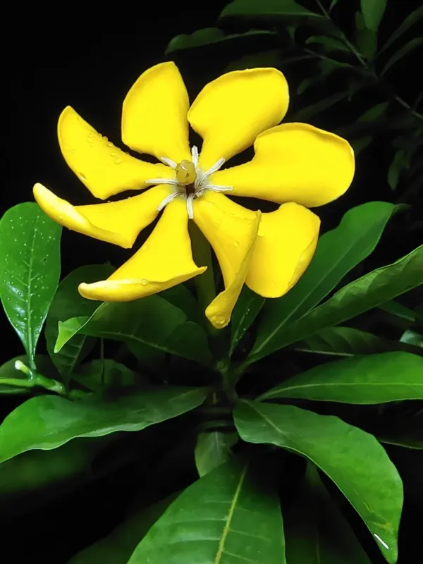 Gardenia tubifera