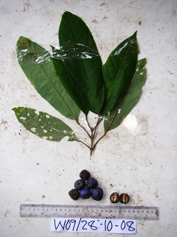 Gmelina moluccana