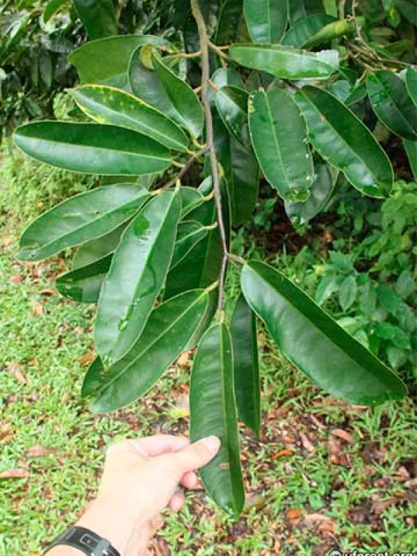 Gonystylus xylocarpus
