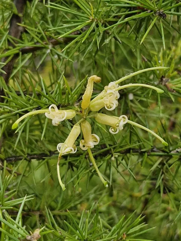 Grevillea