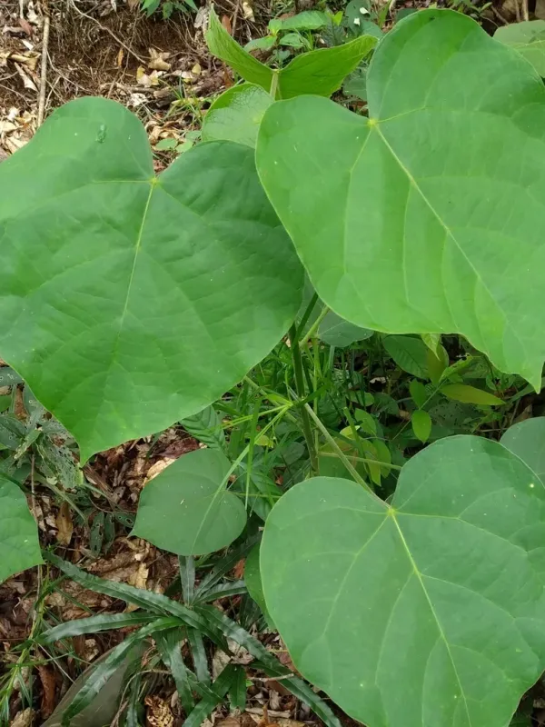 Endospermum diadenum
