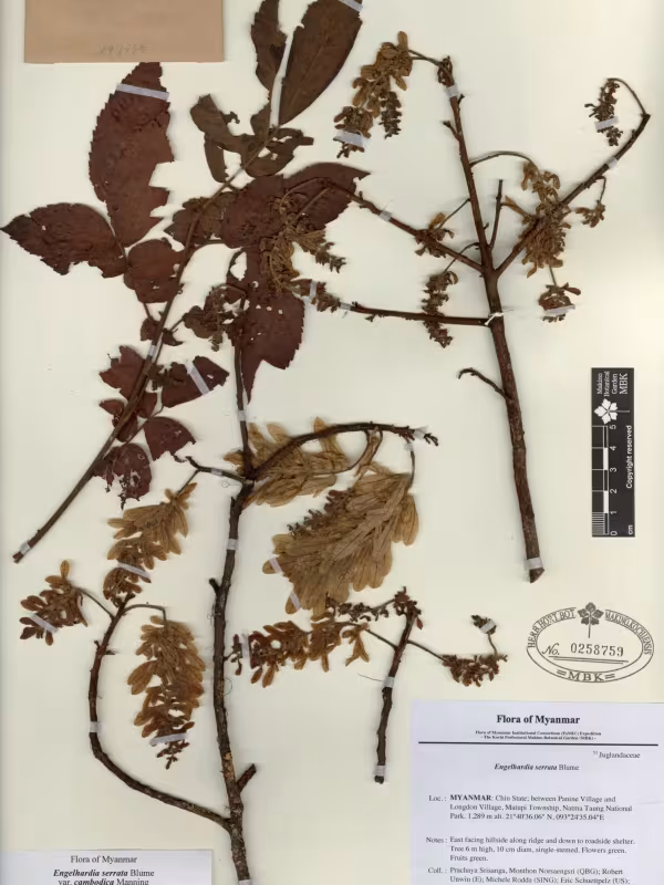Engelhardia serrata
