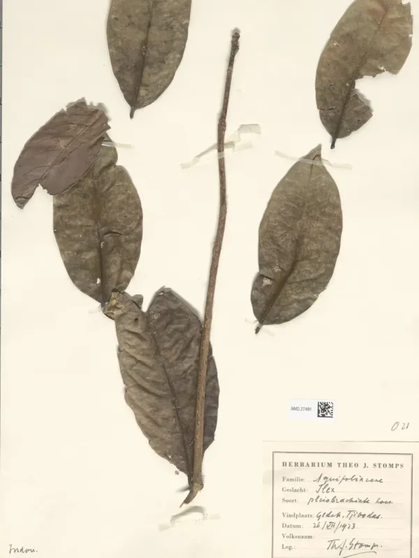 Ilex pleiobrachiata