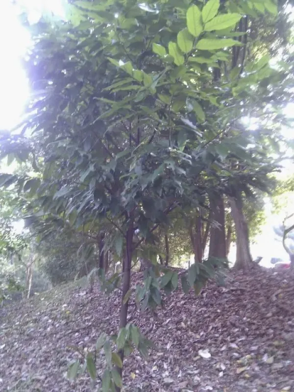 Hopea semicuneata