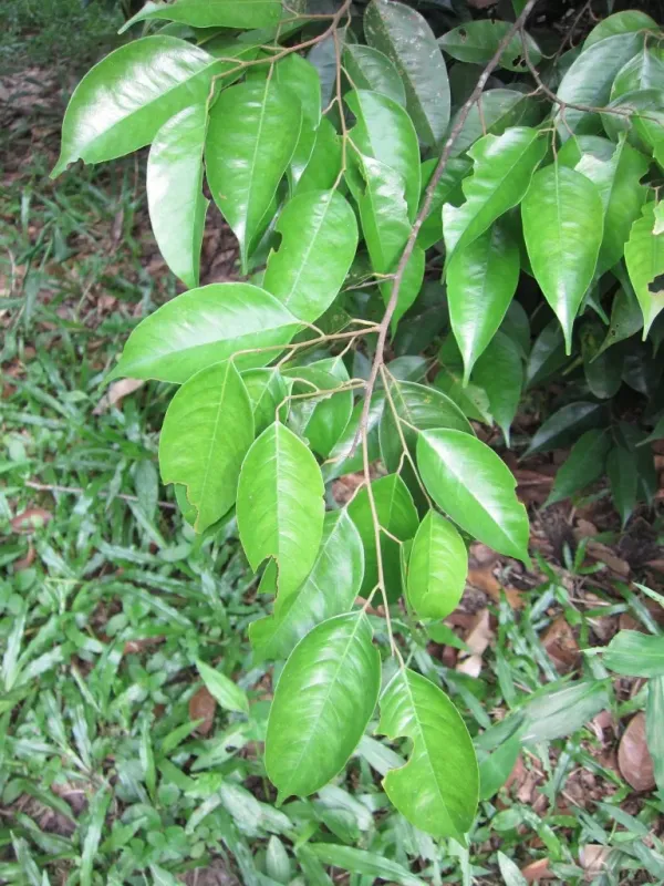 Hopea dryobalanoides