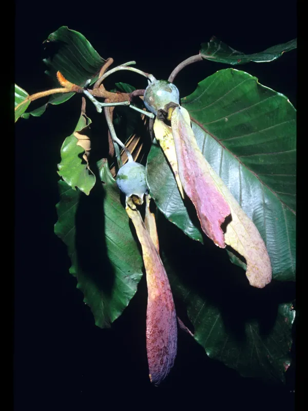 Hopea helferi