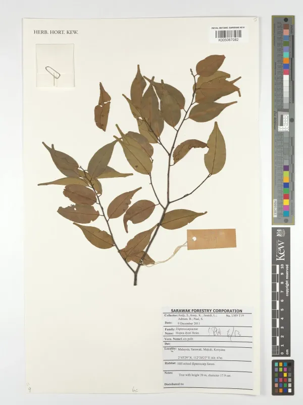 Hopea dyeri