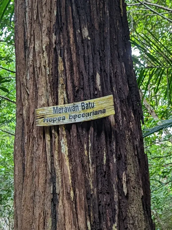 Hopea beccariana