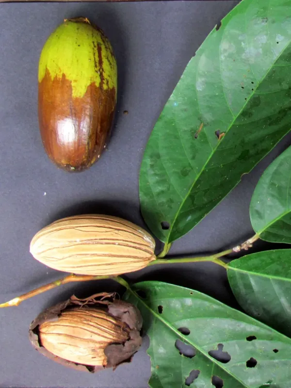 Potoxylon melagangai