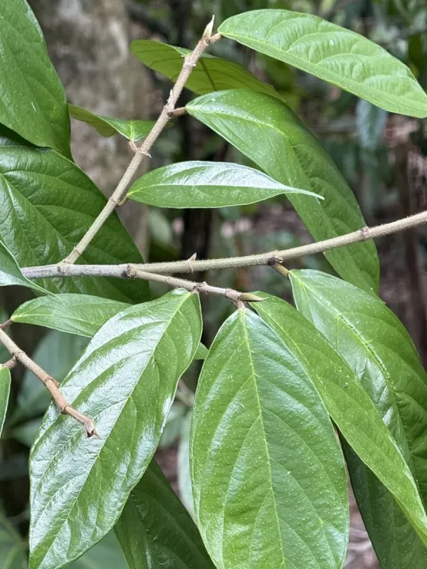 Ficus lamponga