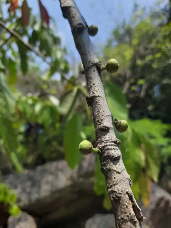 Ficus superba