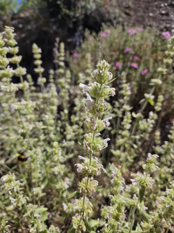 Italian catmint