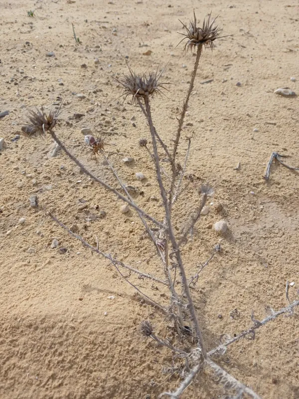 Alexandrian thistle