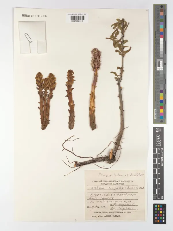 Orobanche camptolepis