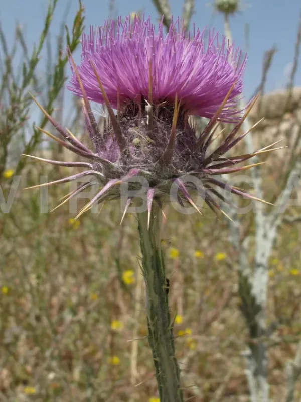 Jordan cotton thistle