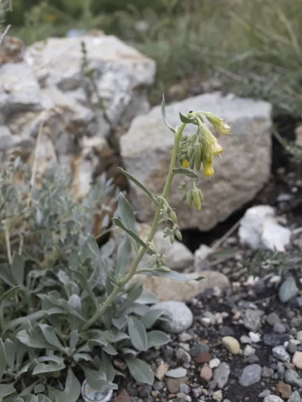 Onosma sericea