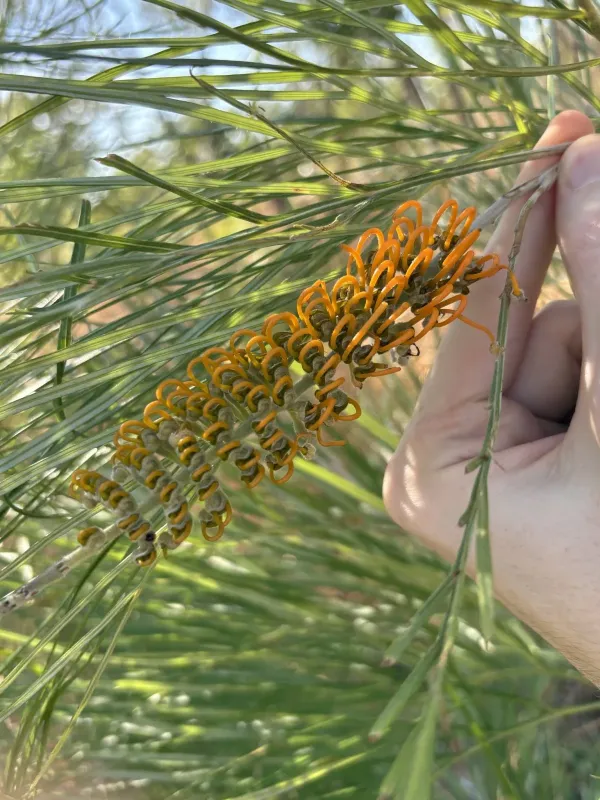Grevillea