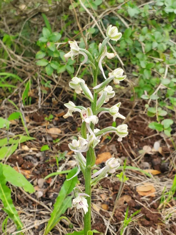 Anacamptis israelitica