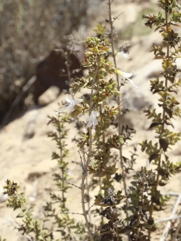 Day's Oregano