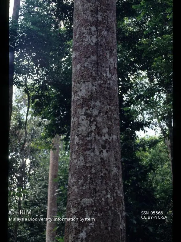 Gluta curtisii