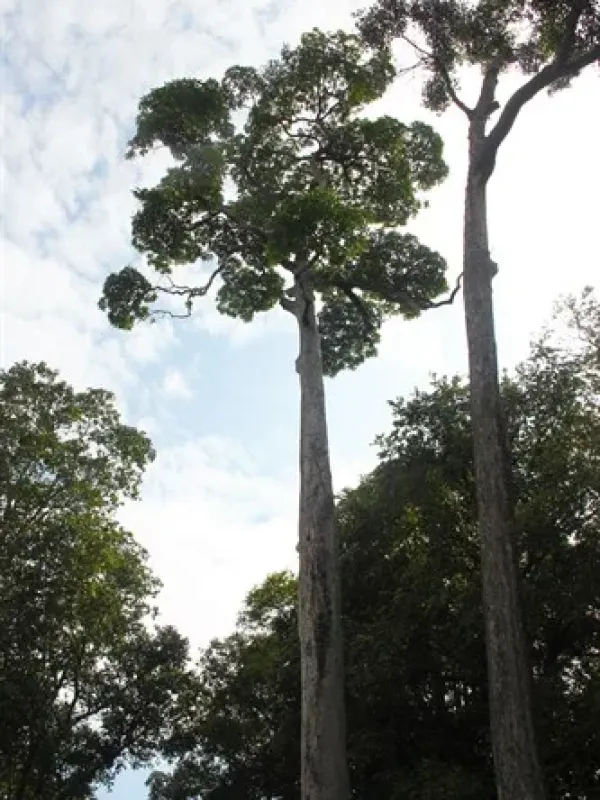 Gluta malayana