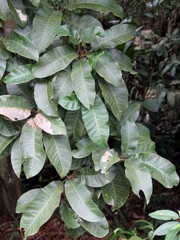 Gluta wallichii