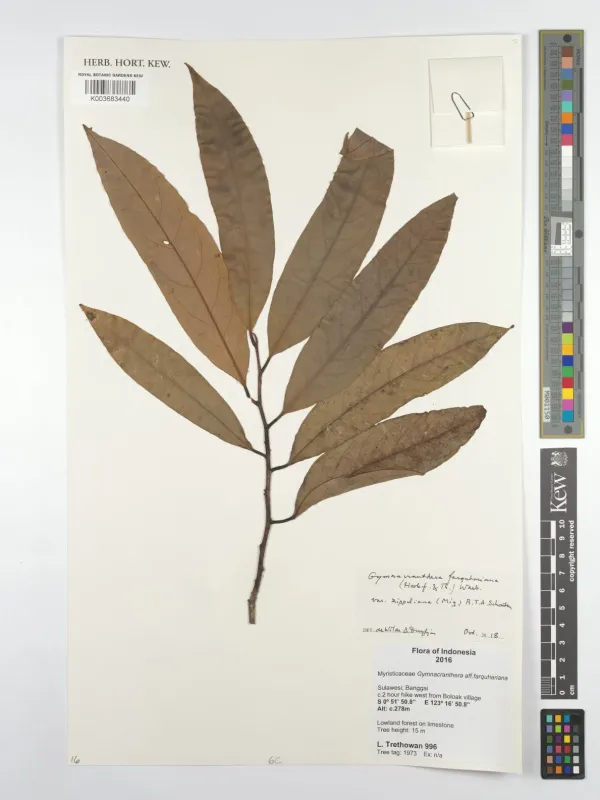 Gymnacranthera farquhariana