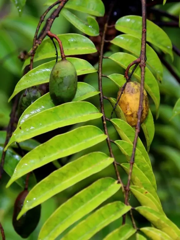 Koordersiodendron pinnatum
