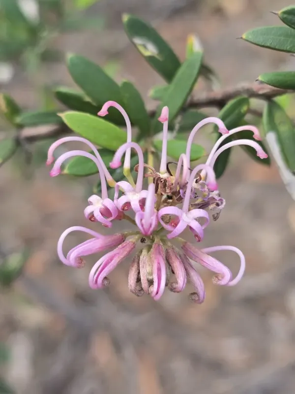 Silky grevillea