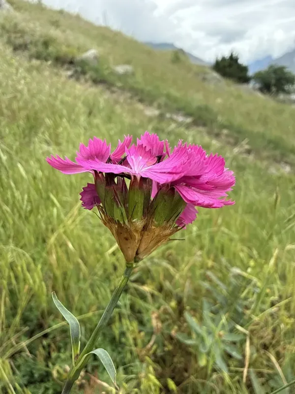 Clusterhead pink