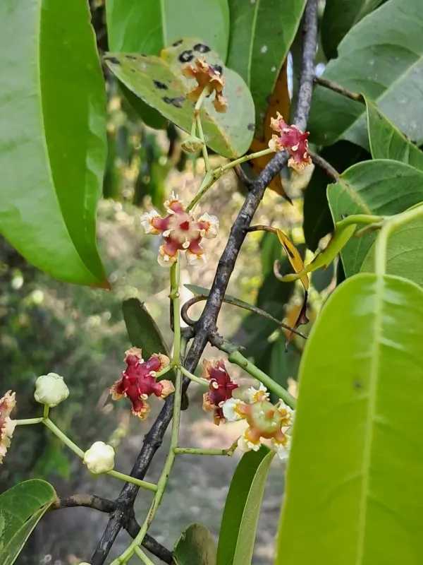 Lophopetalum wightianum