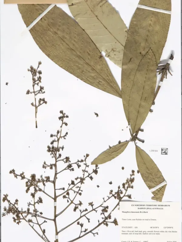 Mangifera timorensis
