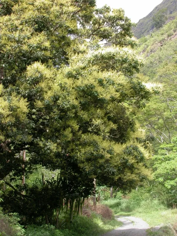 Mangifera minor