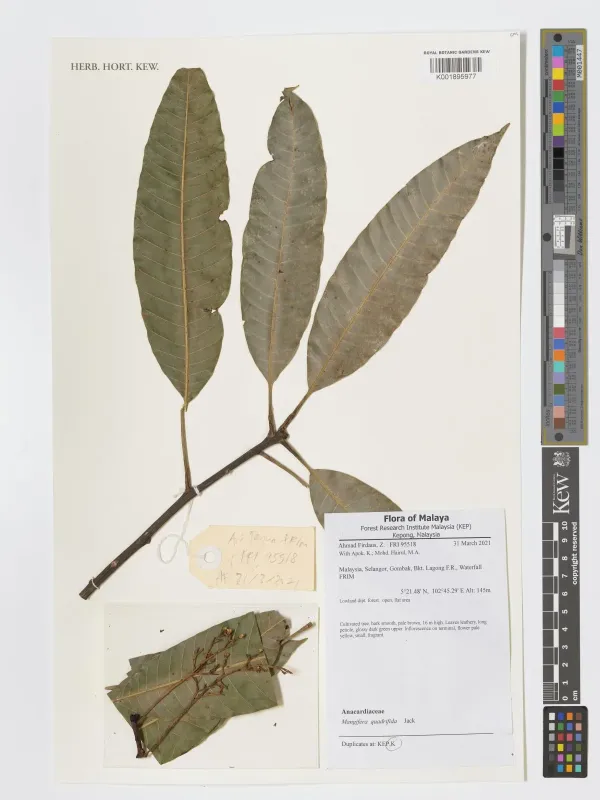 Mangifera quadrifida