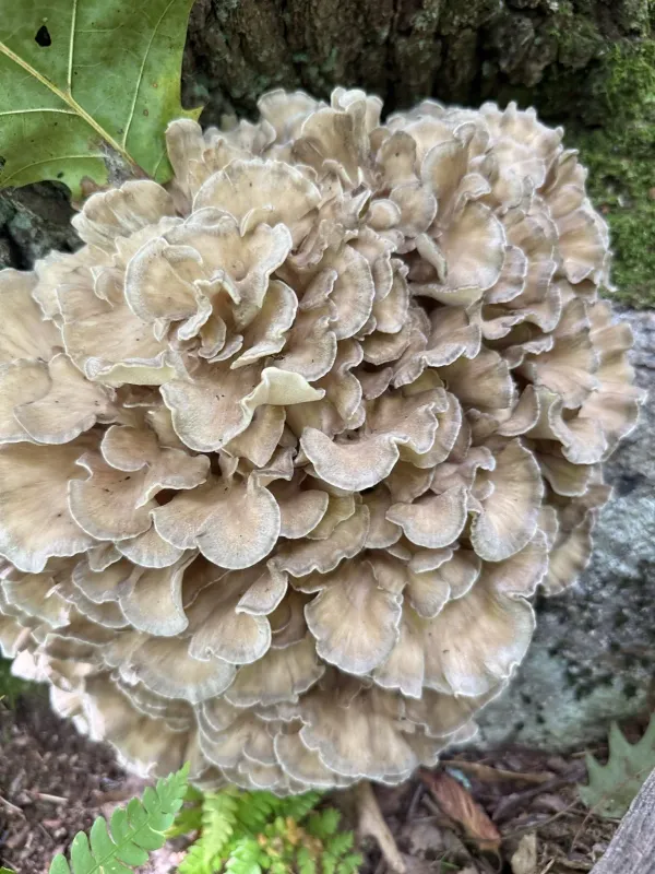 Maitake