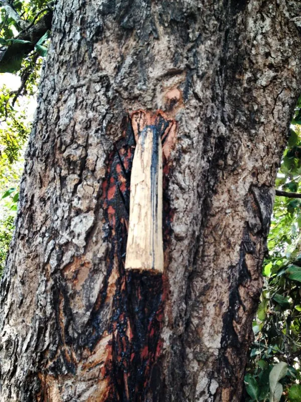 Gluta laccifera
