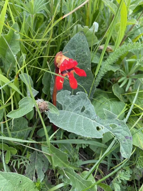 Phelypaea coccinea