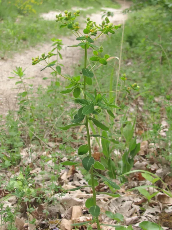 Euphorbia tauricola