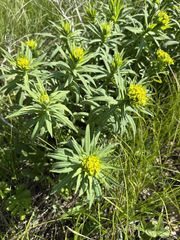 Hairy spurge